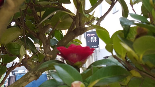 CRAZY CUT BY SANDY CRAZY CUT BY SANDY