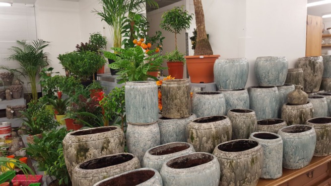 FLOWER ACTION FLOWER ACTION