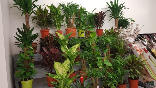 FLOWER ACTION FLOWER ACTION