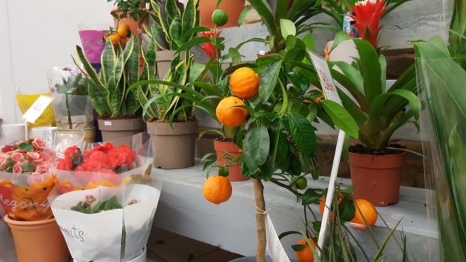 FLOWER ACTION FLOWER ACTION