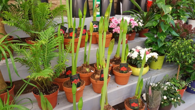 FLOWER ACTION FLOWER ACTION