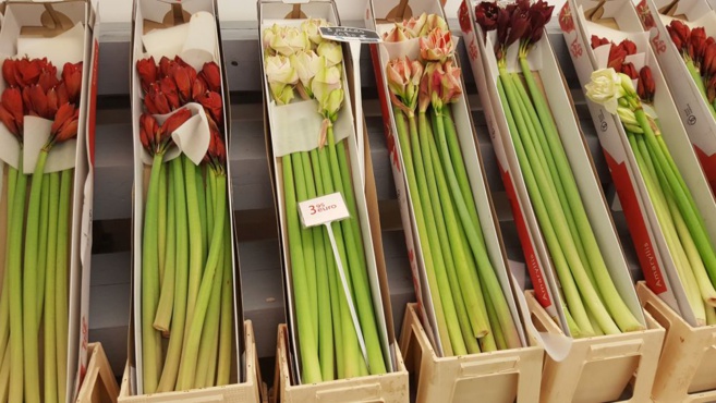 FLOWER ACTION FLOWER ACTION