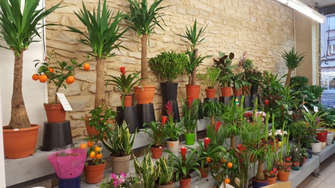 FLOWER ACTION FLOWER ACTION