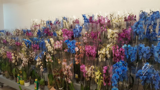 FLOWER ACTION FLOWER ACTION