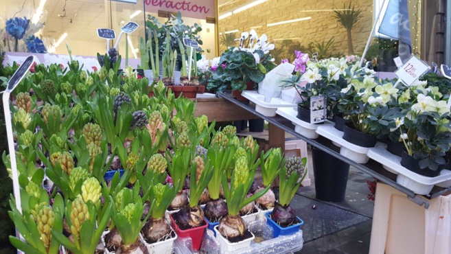 FLOWER ACTION FLOWER ACTION