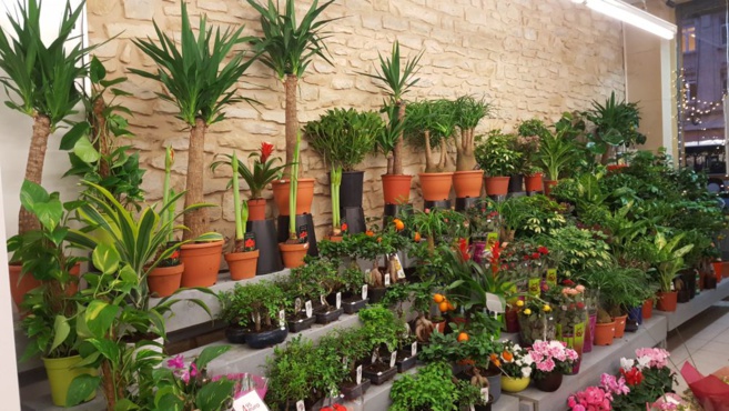 FLOWER ACTION FLOWER ACTION