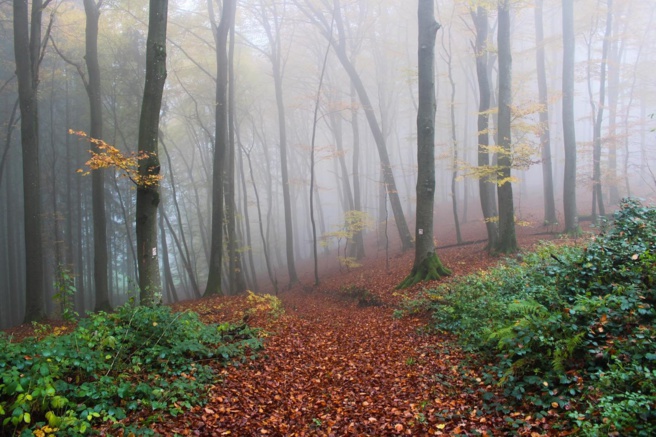 Mullerthal Mullerthal