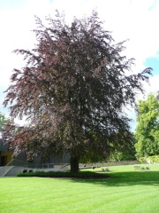 Autopolis, luxville, voiture sar 101